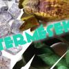 Termések